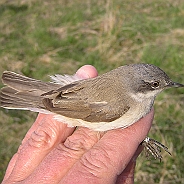 Sylvia warblers